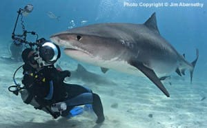 tiger shark and diver