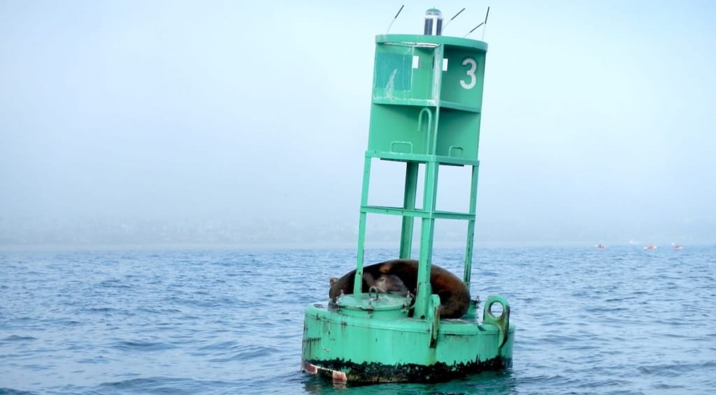Sea Lion on a Buoy