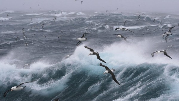 gulls flying over a foggy ocean surf